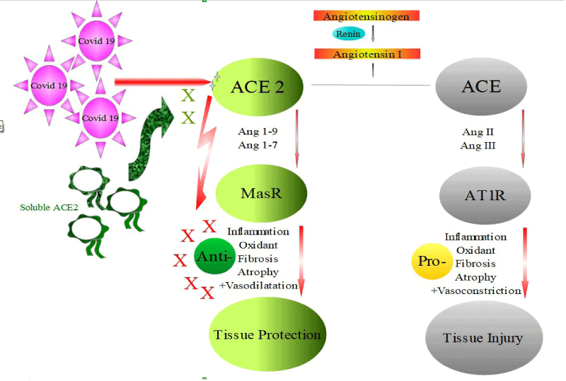 ijcv-aid1018-g002