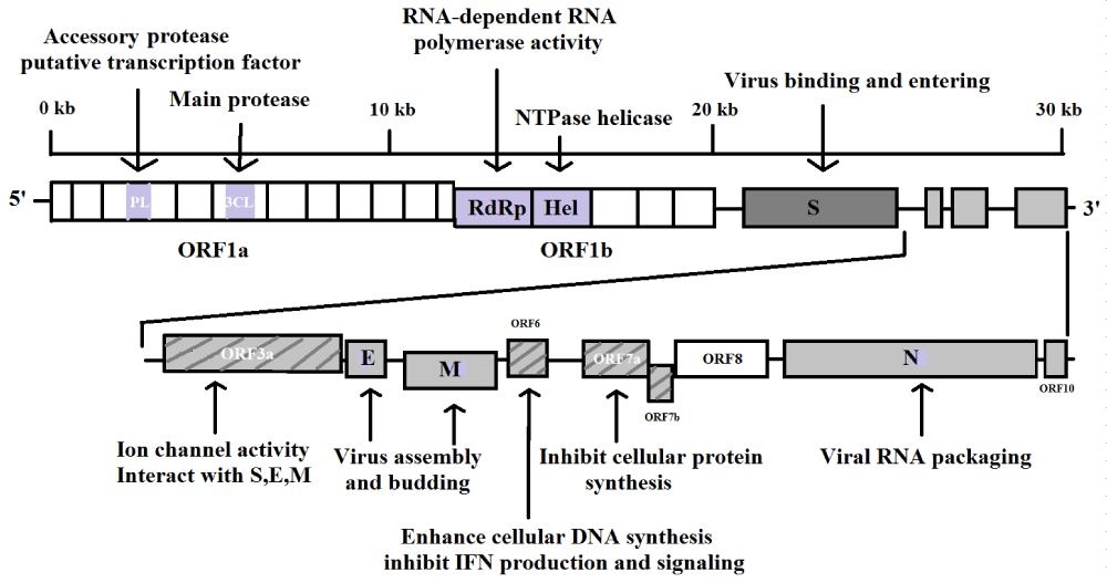 ijcv-aid1036-g004