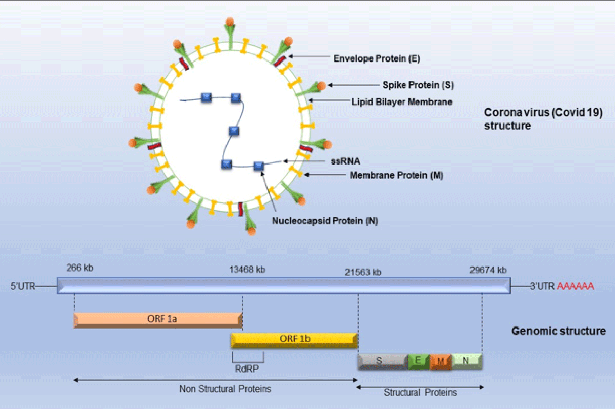 ijcv-aid1049-g001